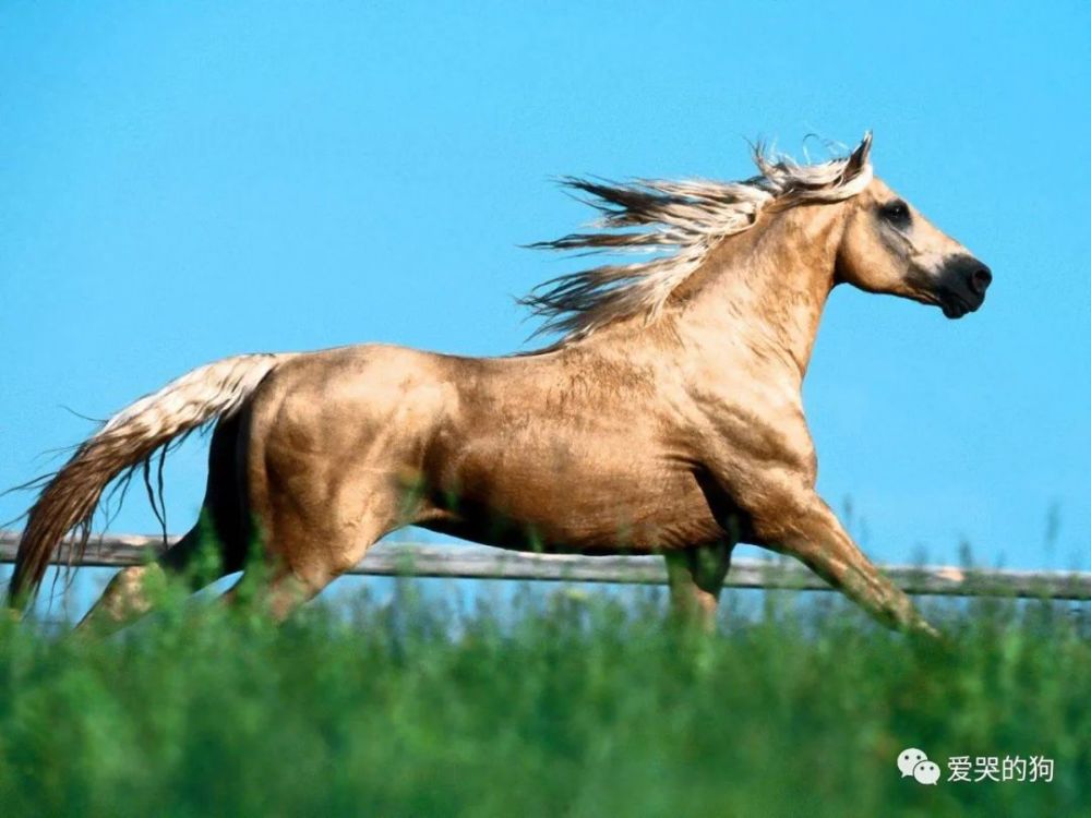 今晚澳門特馬開什么今晚四不像,今晚澳門特馬開什么，探索未知與理性看待四不像