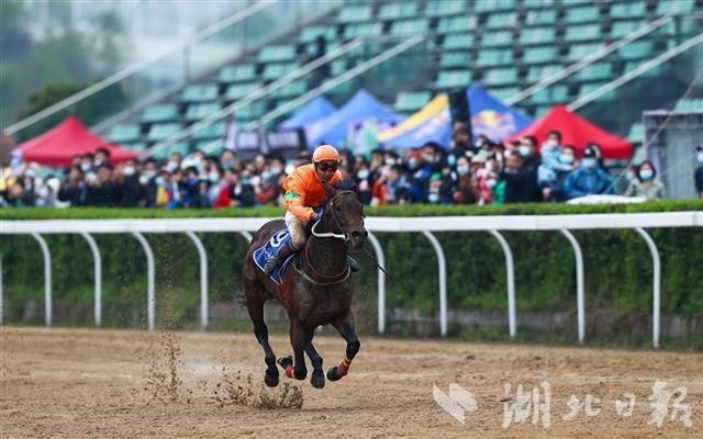 新澳今天開什么特馬,新澳今日賽馬結(jié)果揭秘，探尋特馬的勝利軌跡