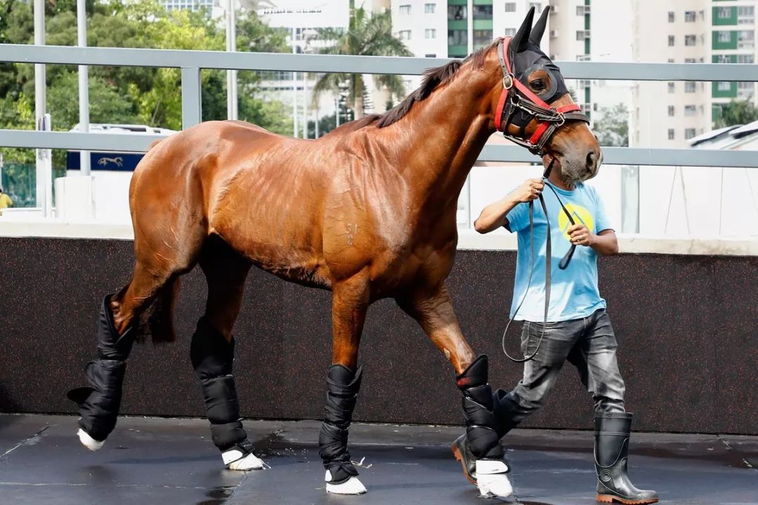 今晚澳門特馬開什么今晚四不像,今晚澳門特馬開什么，探索未知的神秘世界與四不像的魅力