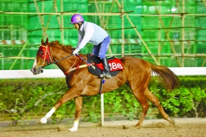 今晚澳門(mén)馬出什么特馬,今晚澳門(mén)馬會(huì)出什么樣的特馬？探索馬會(huì)神秘面紗下的秘密