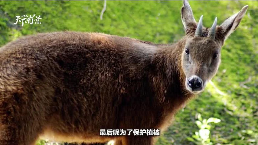 新澳2024今晚開(kāi)獎(jiǎng)資料四不像,新澳2024今晚開(kāi)獎(jiǎng)資料四不像，探索彩票世界的神秘面紗