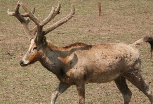 澳門今晚開(kāi)特馬四不像圖,澳門今晚開(kāi)特馬四不像圖——探索澳門賽馬文化