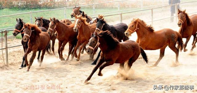 2024今晚澳門開特馬四不像,探索澳門特馬，四不像的魅力與期待