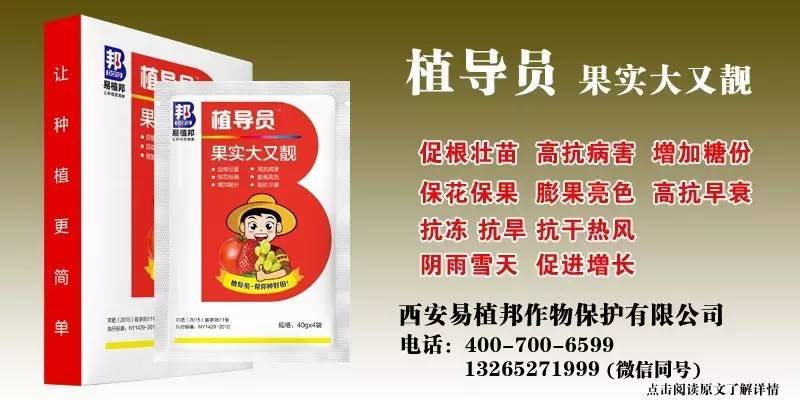 澳門王中王100%期期中一期,澳門王中王100%期期中一期，揭秘彩票背后的秘密