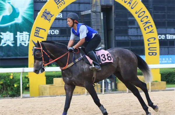 今晚澳門馬出什么特馬,今晚澳門馬會出什么樣的特馬？探索賽馬世界的神秘面紗