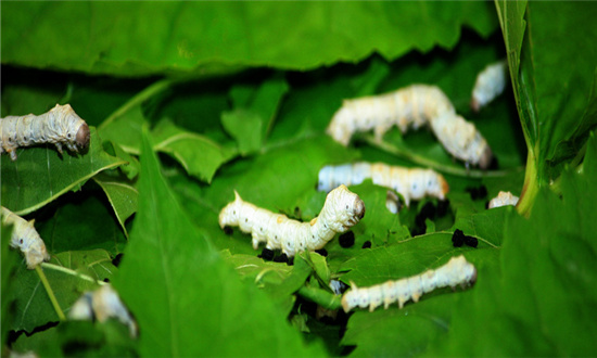 澳門最精準(zhǔn)正最精準(zhǔn)龍門蠶,澳門最精準(zhǔn)正最精準(zhǔn)的龍門蠶，探尋成功的秘密