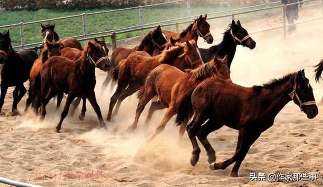 今晚澳門特馬開(kāi)什么今晚四不像,今晚澳門特馬開(kāi)什么，探索未知與理性看待四不像