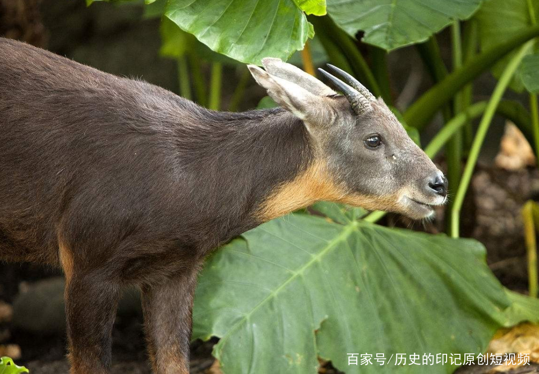 四不像今晚必中一肖,四不像今晚必中一肖——探尋神秘預(yù)測背后的真相